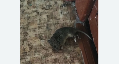 Дезинфекция от мышей в Рыбинске